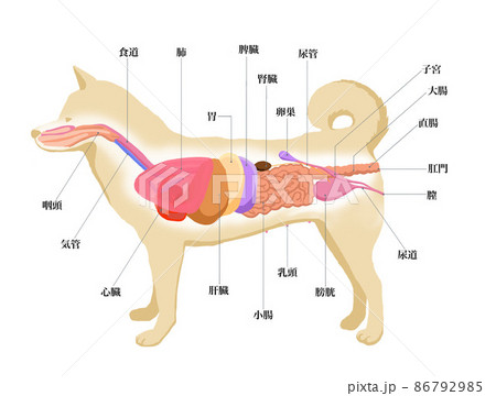 雌犬のからだ解剖図2のイラスト素材 [86792985] - PIXTA