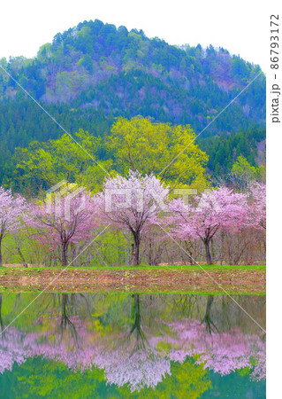 春の沼辺 さくら サクラ 山桜 ヤマザクラ 春の沼辺 さくら サクラ 山桜 ヤマザクラ 86793172