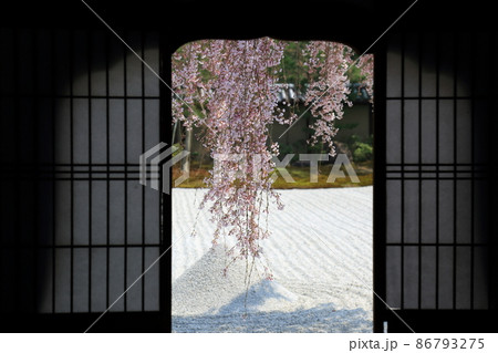 高台寺のしだれ桜 高台寺のしだれ桜 86793275