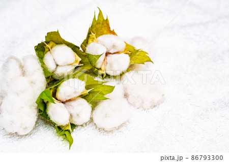 綿花 綿 収穫 【 コットン の イメージ 】 綿花 綿 収穫 【 コットン の イメージ 】 86793300