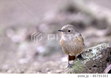Daurian Redstart/ジョウビタキ雌 86793363
