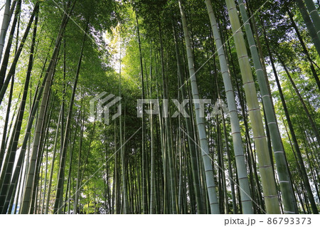 高台寺の竹林 高台寺の竹林 86793373