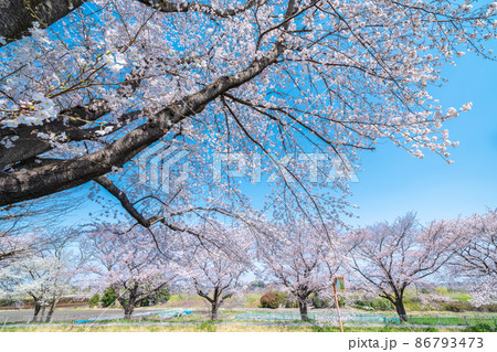 「埼玉県」見沼田んぼの春の風景・桜回廊 86793473