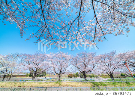 「埼玉県」見沼田んぼの春の風景・桜回廊 86793475