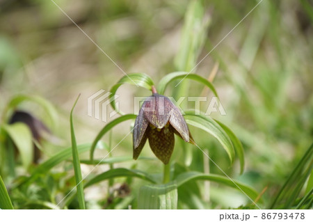 めっきり目にすることが少なくなってきた月山のクロユリ めっきり目にすることが少なくなってきた月山のクロユリ 86793478