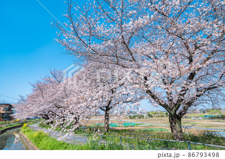 「埼玉県」見沼田んぼの春の風景・桜回廊 86793498
