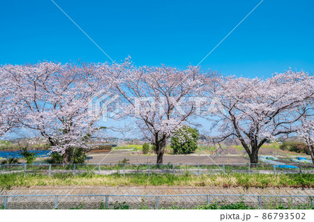 「埼玉県」見沼田んぼの春の風景・桜回廊 86793502