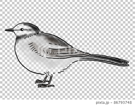 手描きの可愛いセキレイ 86793748