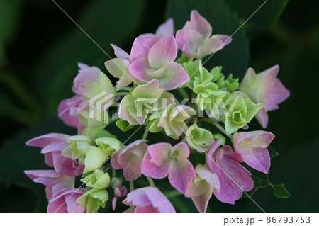 長保寺の紫陽花 86793753