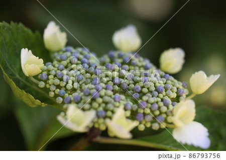 長保寺の紫陽花 長保寺の紫陽花 86793756