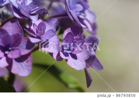 長保寺の紫陽花 86793850