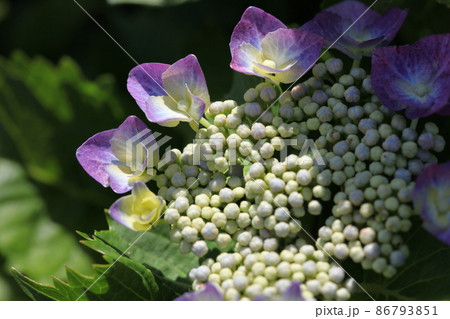 長保寺の紫陽花 長保寺の紫陽花 86793851