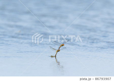 赤とんぼの連結産卵 86793907