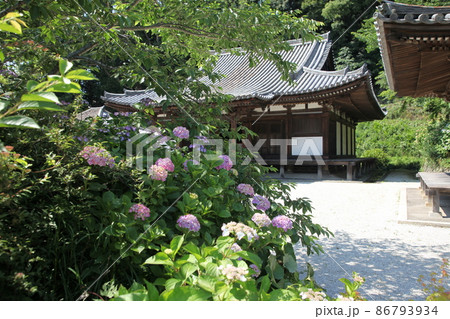 長保寺の紫陽花 86793934