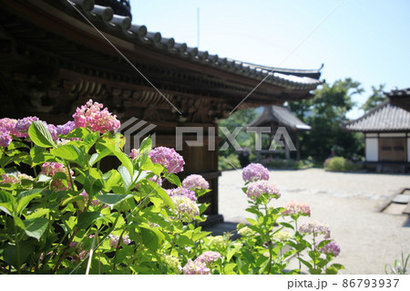 長保寺の紫陽花 86793937