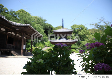 長保寺の紫陽花 86794030