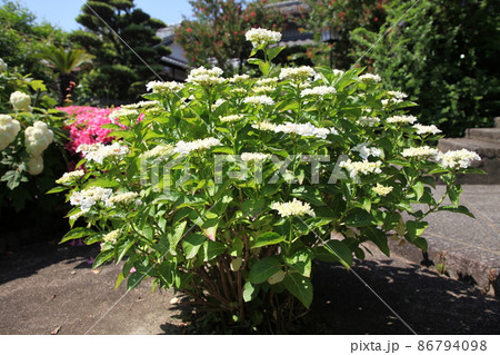 長保寺の紫陽花 長保寺の紫陽花 86794098