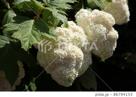 長保寺の紫陽花 86794153