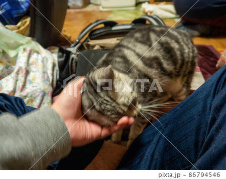 甘えてくる猫 甘えてくる猫 86794546
