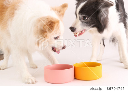 食事を争って喧嘩をする二頭のボーダーコリー 食事を争って喧嘩をする二頭のボーダーコリー 86794745