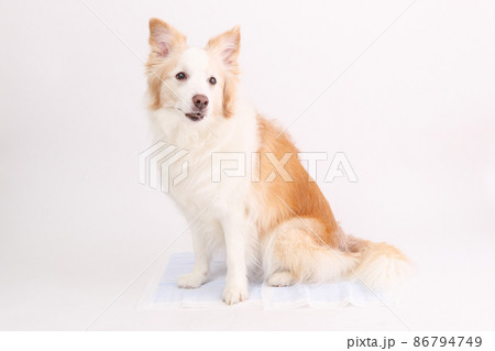 トイレシーツの上でおすわりをするイエローのボーダーコリー 86794749