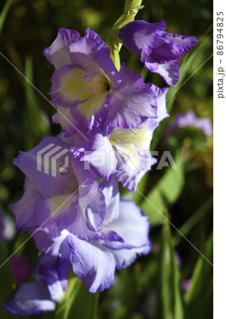 Red gladiolus flowers in the garden in summer 86794825