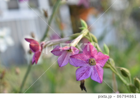 Multicolored fragrant tobacco flowers in the garden 86794861