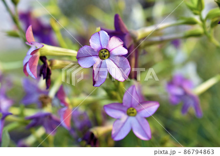 Multicolored fragrant tobacco flowers in the garden 86794863