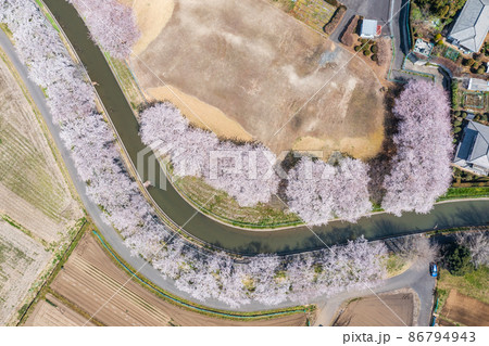 空撮「埼玉県」春・見沼田んぼの桜回廊 空撮「埼玉県」春・見沼田んぼの桜回廊 86794943