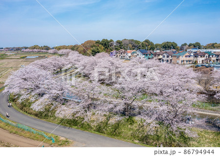 空撮「埼玉県」春・見沼田んぼの桜回廊 86794944