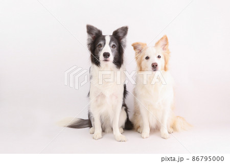 白い背景を背にオスワリをする白黒とイエローのボーダーコリー 白い背景を背にオスワリをする白黒とイエローのボーダーコリー 86795000