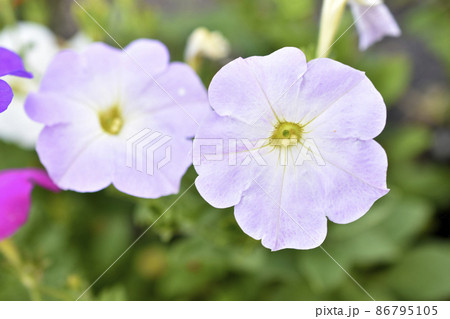 Multicolored petunia flowers close-up in summer Multicolored petunia flowers close-up in summer 86795105