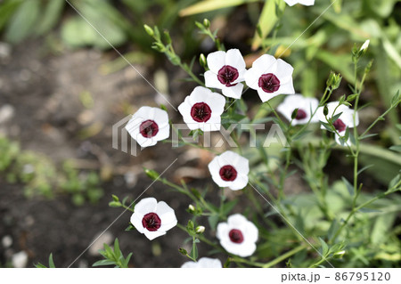 Red and white flowers of field flax in summer 86795120