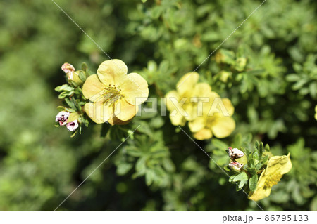 Yellow flowers of dasiphora shrub lat. dasiphora fruticosa or kuril tea shrubby five - leafed shrub Yellow flowers of dasiphora shrub lat. dasiphora fruticosa or kuril tea shrubby five - leafed shrub 86795133