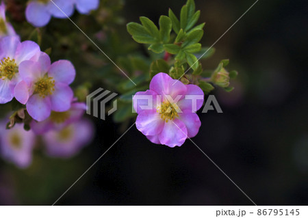 Red flowers of dasiphora shrub lat. dasiphora fruticosa or kuril tea shrubby five - leafed shrub Red flowers of dasiphora shrub lat. dasiphora fruticosa or kuril tea shrubby five - leafed shrub 86795145