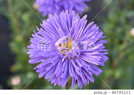 Chinese aster multicolored flowers macro photo 86795221