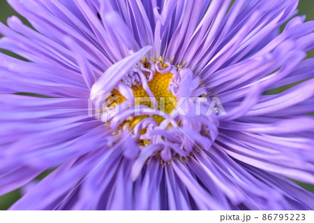 Chinese aster multicolored flowers macro photo 86795223