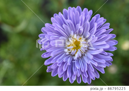 Chinese aster multicolored flowers macro photo 86795225
