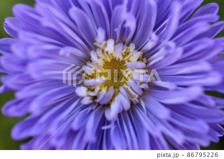 Chinese aster multicolored flowers macro photo 86795226