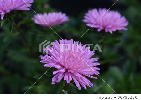 Chinese aster multicolored flowers macro photo 86795230