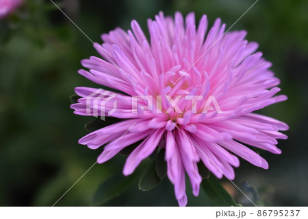 Chinese aster multicolored flowers macro photo Chinese aster multicolored flowers macro photo 86795237