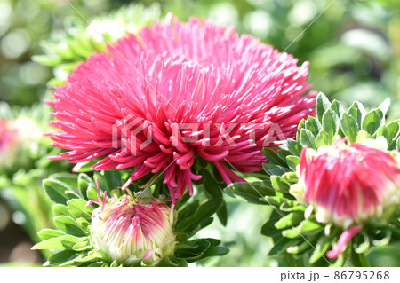 Chinese aster multicolored flowers macro photo 86795268
