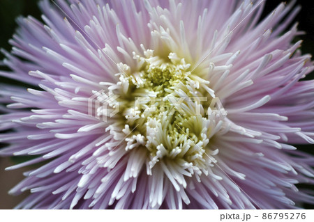 Chinese aster multicolored flowers macro photo 86795276