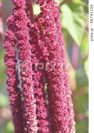 Yellow and red flowers of amaranthus amaranthus in the garden in summer 86795299