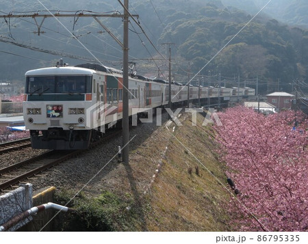 河津桜と185系踊り子号 河津桜と185系踊り子号 86795335