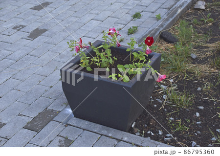 Black square flower bed in the park in the evening 86795360