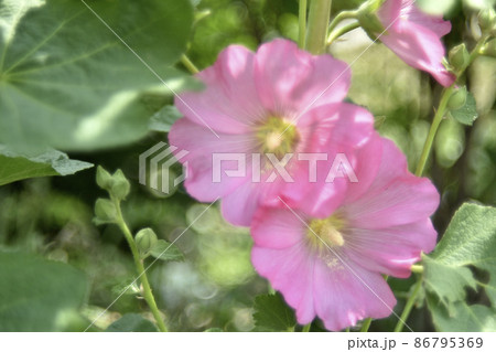 Pink mallow flowers in the garden in summer Pink mallow flowers in the garden in summer 86795369