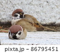 寝そべるすずめ 86795451