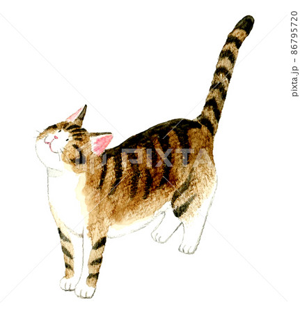 猫のかわいい手描き水彩イラスト 上を見上げるキジ白猫（トラ猫）の