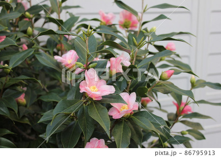 ＊　ツバキ　＊　椿　＊　つばき　＊　THUBAKI　＊　 86795913